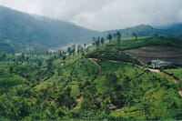 James Taylor Tea Estate from Kandy 3