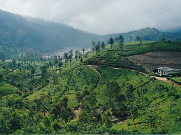 James Taylor Tea Estate Tour from Kandy to Rikillagaskada