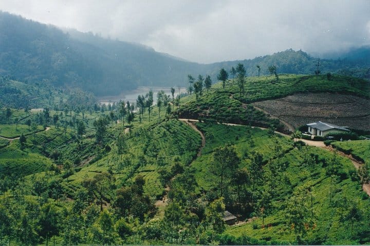 James Taylor Tea Estate from Kandy 3