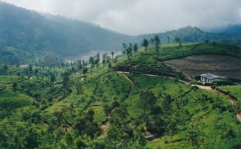 James Taylor Tea Estate Tour from Kandy to Rikillagaskada