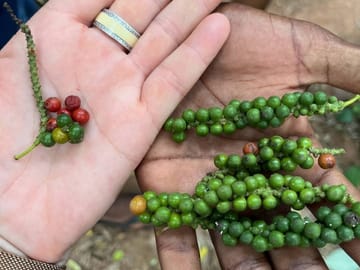Stone Town and Spice Market Tour in Zanzibar