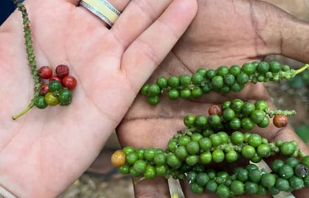 Stone Town and Spice Market Tour in Zanzibar