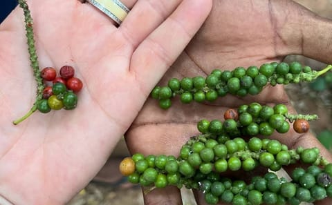Stone Town and Spice Market Tour in Zanzibar