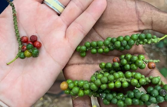 Zanzibar: Stone Town Tour And Spice Tour With Fruits Test