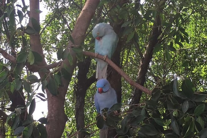 Private Day Tour to Chimelong Paradise and Birds Park from Guangzhou 5