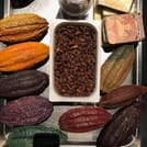Cocoa pods and beans are displayed on a table
