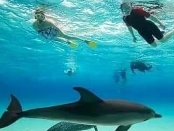 Snorkel with Dolphins and Explore Jozani Forest in Zanzibar