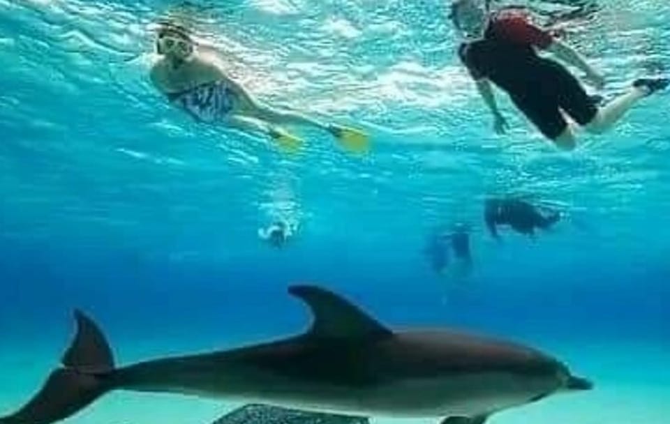 Zanzibar Mnemba Island Dolphins, Jozani Forest and Sea Turtles