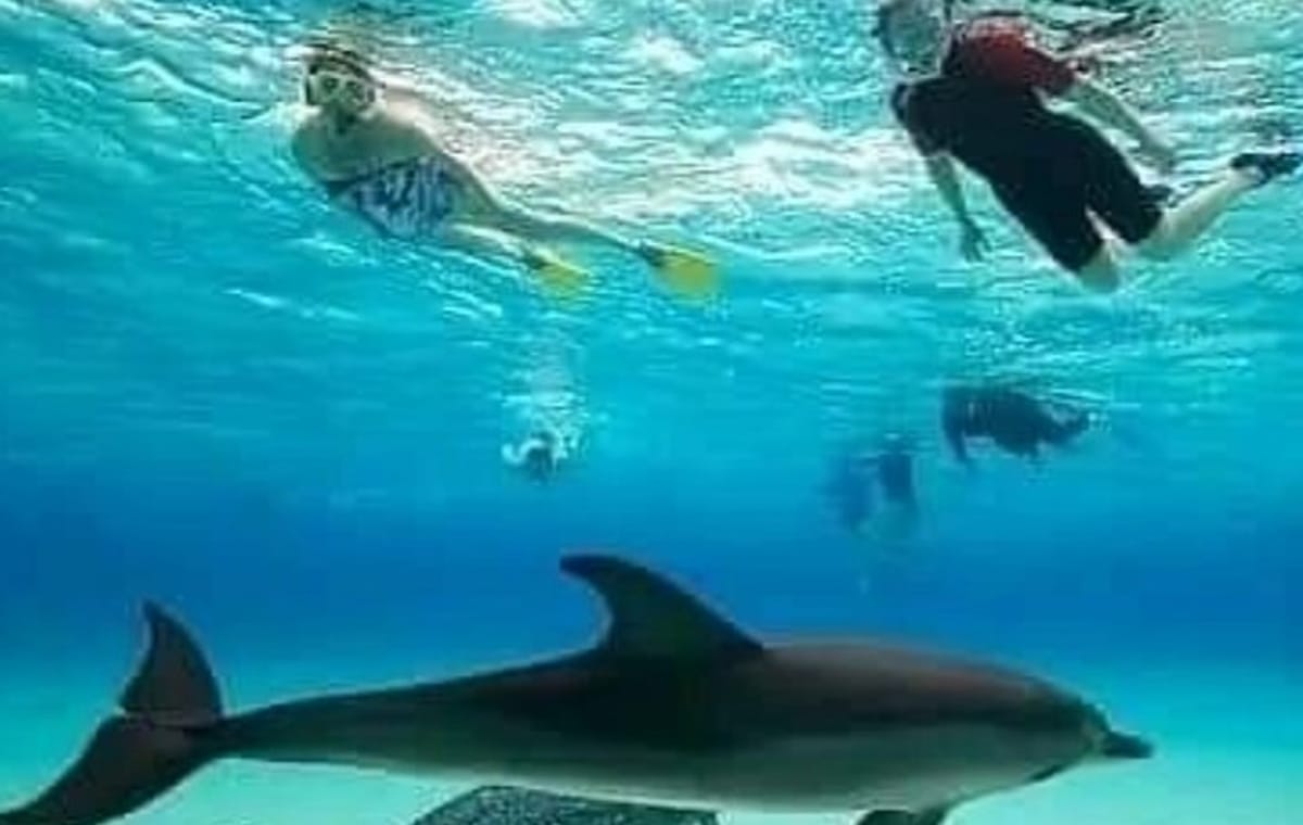 Zanzibar Mnemba Island Dolphins, Jozani Forest and Sea Turtles