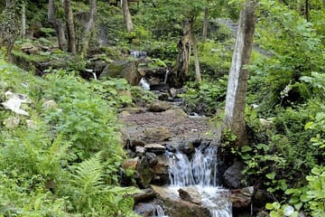 From Istanbul: Sapanca and Masukiye Day Trip with Lunch