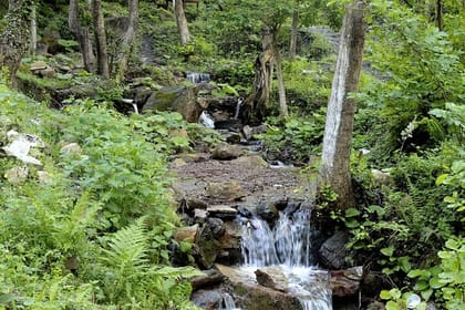 From Istanbul: Sapanca and Masukiye Day Trip with Lunch
