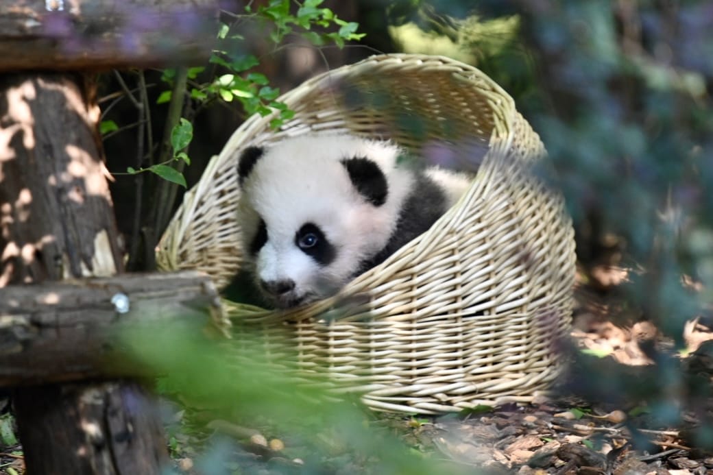 An Unforgettable Day with Chengdu's Pandas: A Hassle-Free Tour