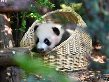 Chengdu Mahjong Experience Multilingual Guide