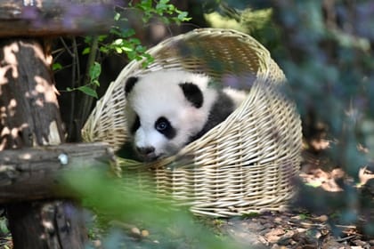 Chengdu Panda Park Daily Bus Tour with Tickets