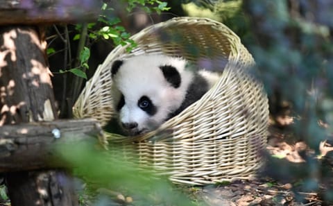 Chengdu Panda Park Tour with Transportation and Admission
