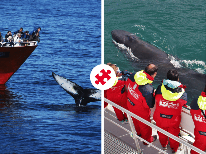 Whale Watching from Reykjavík & Akureyri