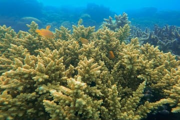 Multi-Day Sailing Tour in Komodo National Park, Indonesia