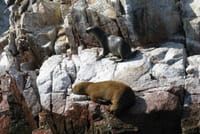 Ballestas Islands Sigthseeing Tour 6