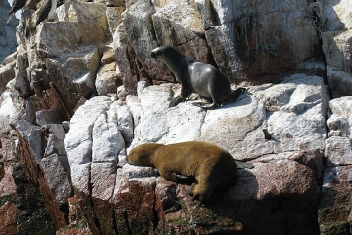 Ballestas Islands Sigthseeing Tour 6