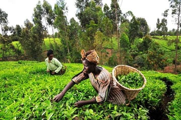 Nairobi Day Trip to Kiambethu Tea Farm in Limuru
