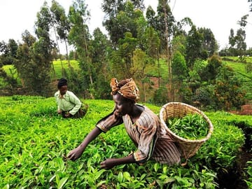 Kiambethu tea farm