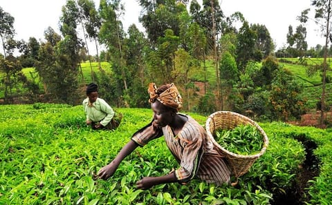 Nairobi Day Trip to Kiambethu Tea Farm in Limuru