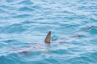 menacing Shark dorsal fin
