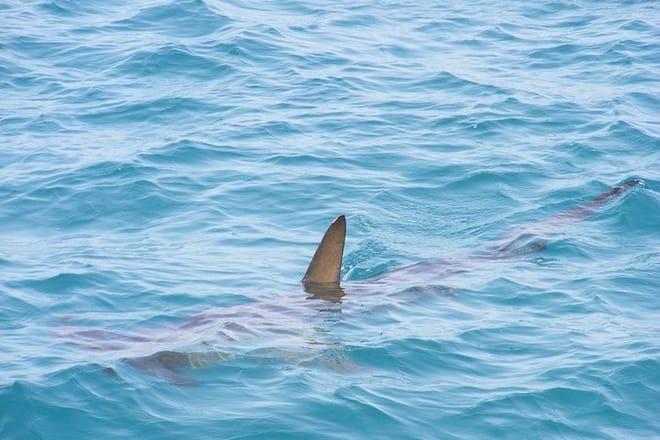 menacing Shark dorsal fin