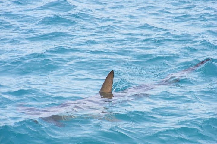 menacing Shark dorsal fin