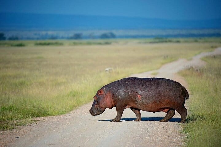 5-day African Safaris and Gorilla Treks Private Tour