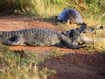 Wilpattu-Jeep-Safari-and-Anuradhapura-Day-Tour-From-Sigiriya-3