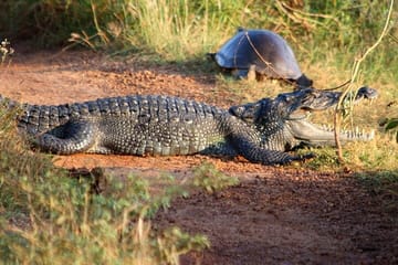 Wilpattu Jeep Safari and Anuradhapura Tour from Sigiriya