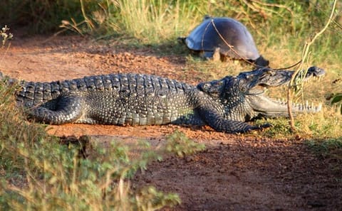 Wilpattu Jeep Safari and Anuradhapura Tour from Sigiriya