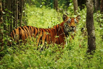 3-Day Chitwan Jungle Safari Tour from Kathmandu