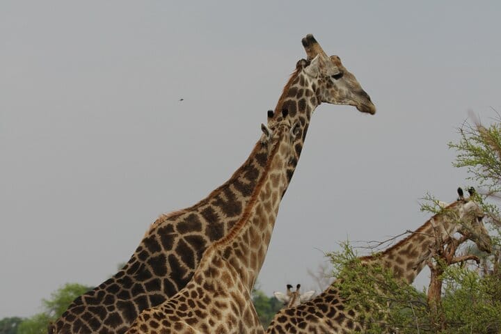 15 minutes scenic helicopter flight above Victoria Falls-Zimbabwe