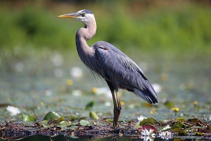 blue heron wading bird