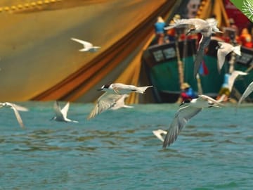 Langkawi Mangrove Safari-Sharing Boat Adventure with Eagle & Bats