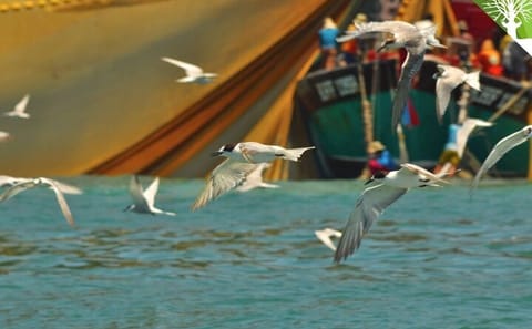 Langkawi Mangrove Safari-Sharing Boat Adventure with Eagle & Bats