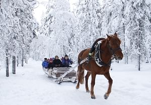 Icelandic horse sleigh ride 30 min
