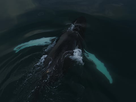 Whales & Auroras, photo 13