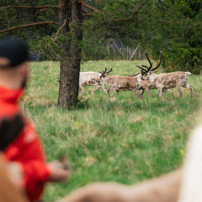 Vieraile Taava Reindeer Farmilla – aito poroelämys Rovaniemellä