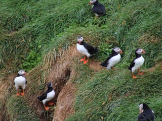 Reykjavík Premium Puffin Watching, photo 13