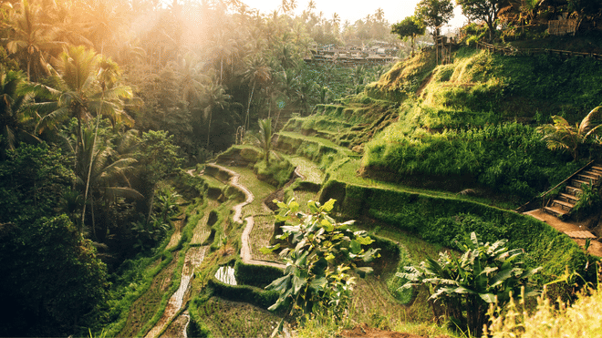 Ubud Scenic Tour with Jungle Swing 8