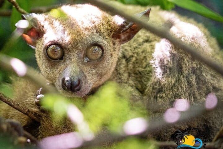Mnemba Island Dolphins Watching and Snorkeling