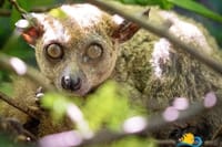 Nungwi Village Tour, Kilosa Zoo and Swim with Turtles Baraka 10