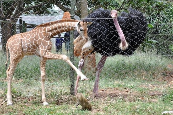Animal Orphanage