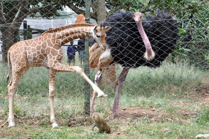 Animal Orphanage