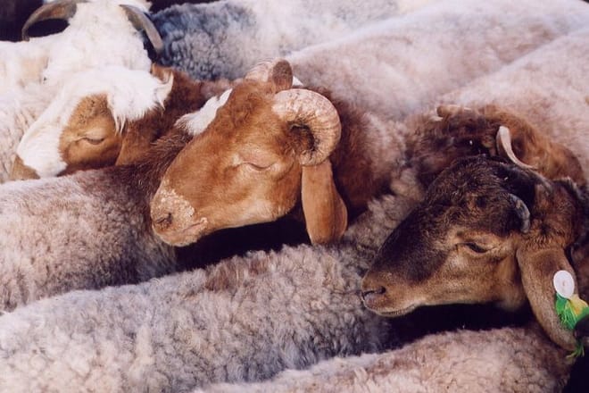 All Inclusive Private Day Tour: Kashgar City Highlights and Animal Bazaar photo 5