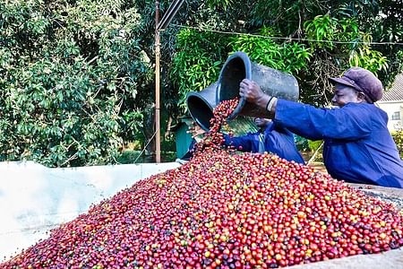 Fairview Estate Coffee Farm Tour: Experience Kenya's Coffee Culture