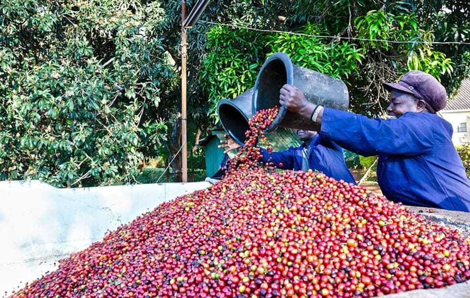 Fairview Estate Coffee Farm Tour with Pickup in Nairobi